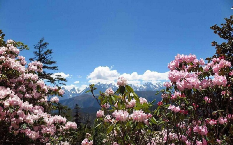 川藏线自驾游-杜鹃花